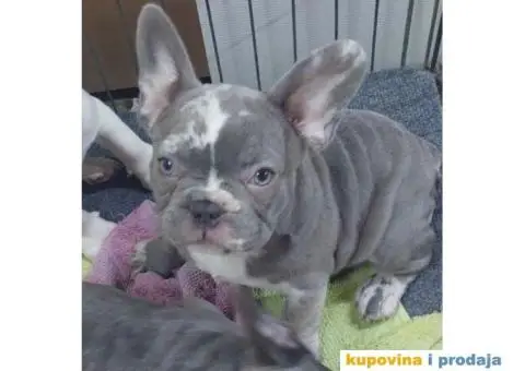 Francuski Buldog VELIKI IZBOR štenaca - 4/9