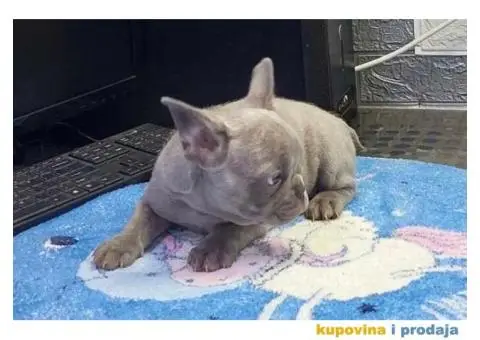 Francuski Buldog VELIKI IZBOR štenaca - 5/9
