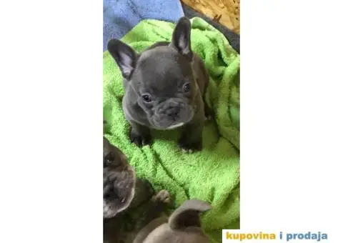 Francuski Buldog VELIKI IZBOR štenaca - 6/9