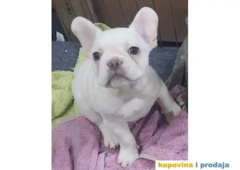 Francuski Buldog VELIKI IZBOR štenaca - 7/9