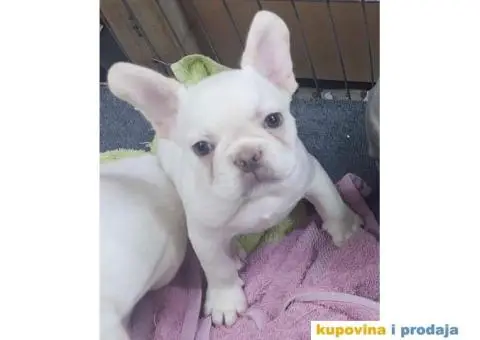 Francuski Buldog VELIKI IZBOR štenaca - 8/9