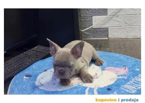 Francuski Buldog VELIKI IZBOR štenaca - 9/9