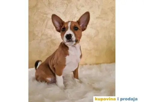 Basenji muško stene - 1/10