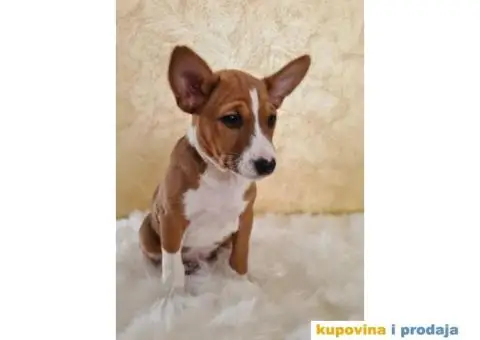 Basenji muško stene - 2/10