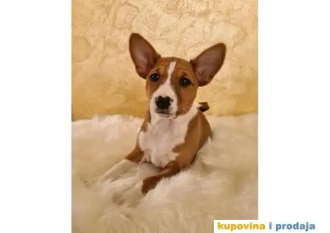 Basenji muško stene - 3/10