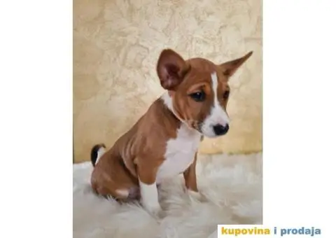 Basenji muško stene - 4/10