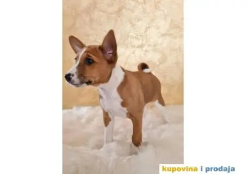 Basenji muško stene - 5/10