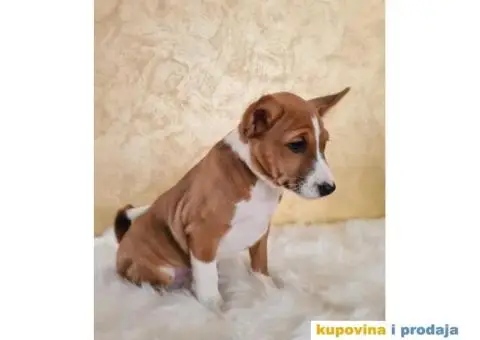 Basenji muško stene - 6/10