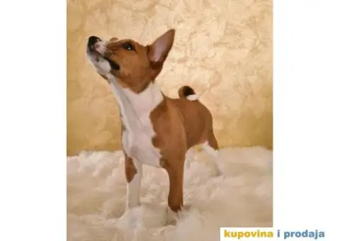 Basenji muško stene - 7/10
