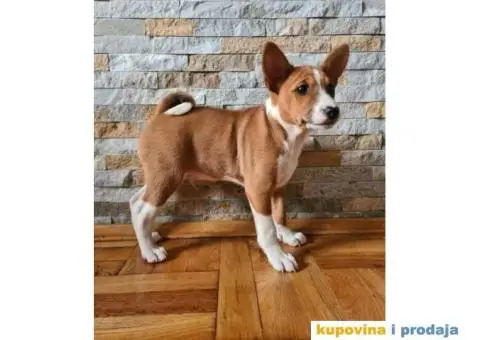 Basenji muško stene - 8/10
