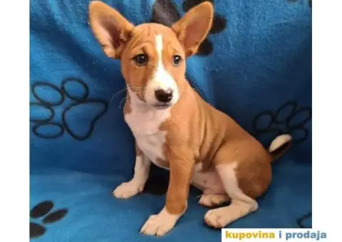Basenji muško stene - 9/10