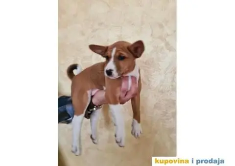 Basenji muško stene - 10/10