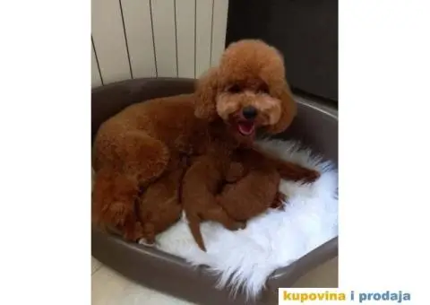 Pomeranci u Pom Hash Starsu dostupni - 1/9