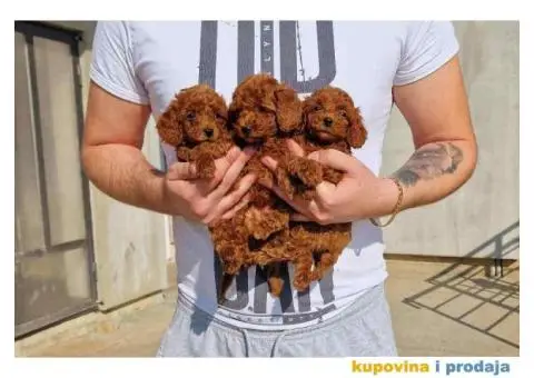 Pomeranci u Pom Hash Starsu dostupni - 2/9