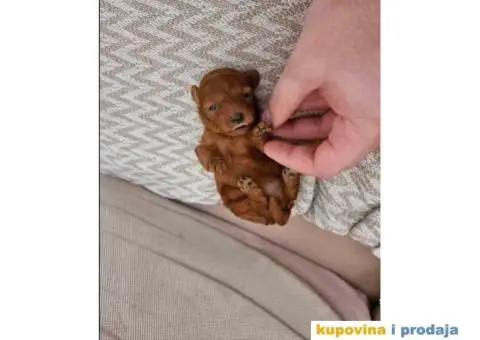 Pomeranci u Pom Hash Starsu dostupni - 3/9