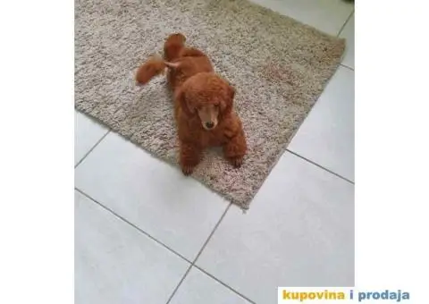 Pomeranci u Pom Hash Starsu dostupni - 4/9