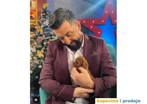 Pomeranci u Pom Hash Starsu dostupni - 5/9