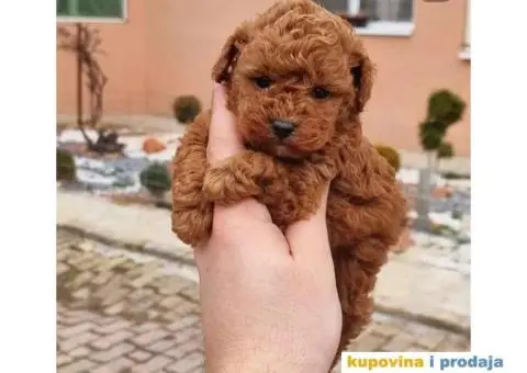 Pomeranci u Pom Hash Starsu dostupni - 6/9