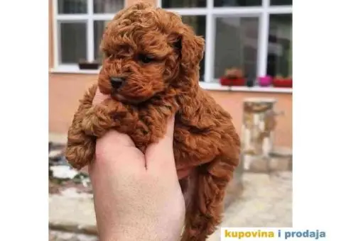 Pomeranci u Pom Hash Starsu dostupni - 7/9