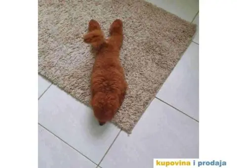 Pomeranci u Pom Hash Starsu dostupni - 8/9