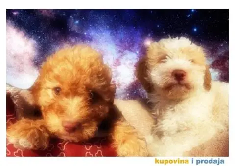 Lagoto Romanjolo štenci - 1/9