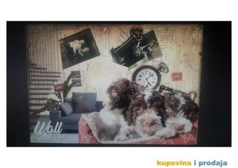 Lagoto Romanjolo štenci - 2/9