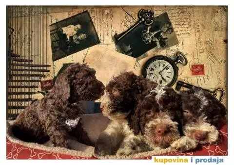 Lagoto Romanjolo štenci - 3/9