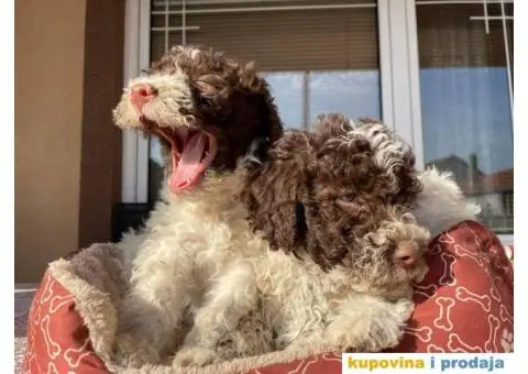 Lagoto Romanjolo štenci - 4/9