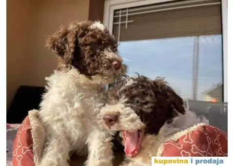 Lagoto Romanjolo štenci - 5/9