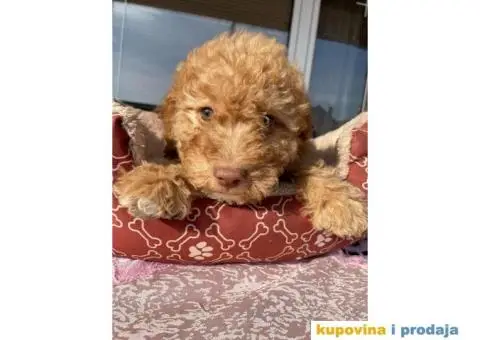 Lagoto Romanjolo štenci - 6/9