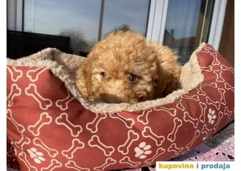 Lagoto Romanjolo štenci - 7/9