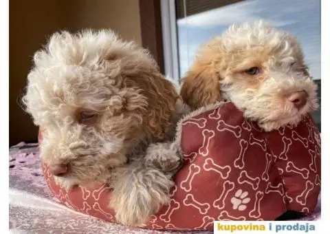 Lagoto Romanjolo štenci - 8/9