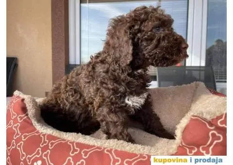 Lagoto Romanjolo štenci - 9/9