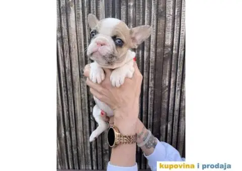Francuski Buldog - 2/10