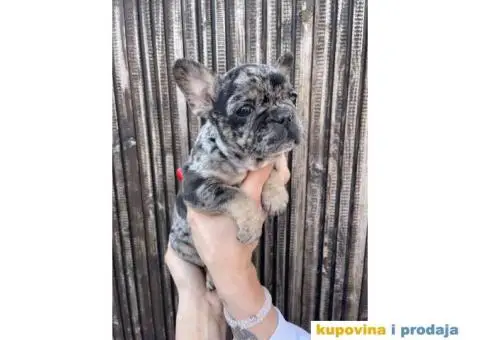 Francuski Buldog - 3/10