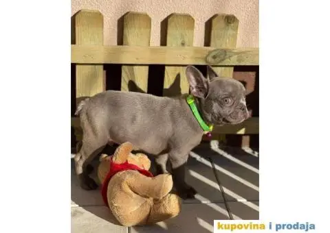 Francuski Buldog - 5/10