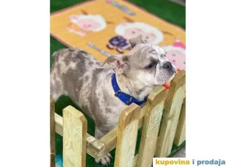 Francuski Buldog - 6/10