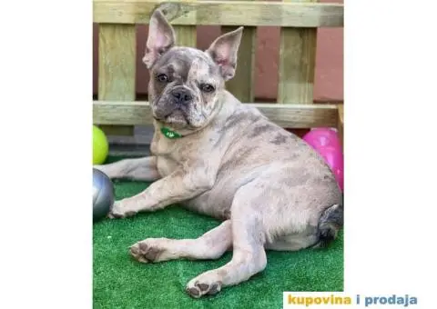 Francuski Buldog - 7/10