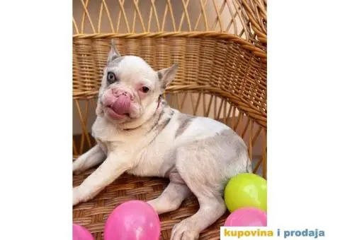 Francuski Buldog - 8/10