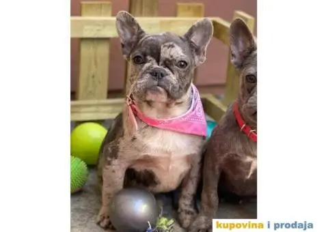 Francuski Buldog - 10/10