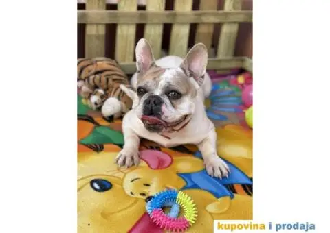 Francuski Buldog odrasli psi - 1/10