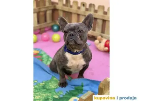 Francuski Buldog odrasli psi - 3/10