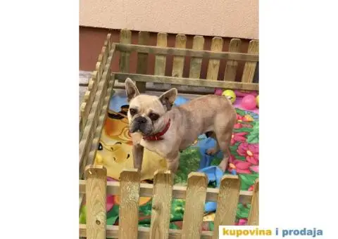 Francuski Buldog odrasli psi - 4/10