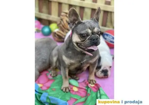 Francuski Buldog odrasli psi - 5/10