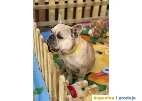 Francuski Buldog odrasli psi - 6/10