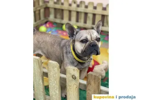 Francuski Buldog odrasli psi - 7/10