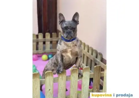 Francuski Buldog odrasli psi - 8/10