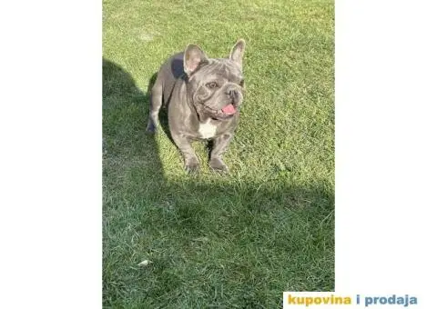 Francuski Buldog odrasli psi - 9/10