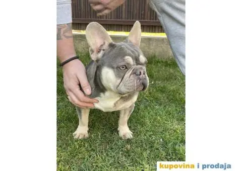 Francuski Buldog odrasli psi - 10/10
