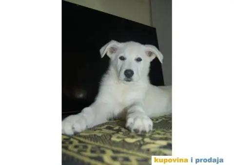Beli švajcarski ovčar PRELEPI štenci - 1/15